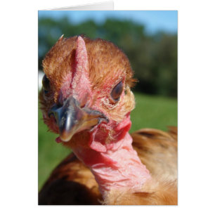 Turkin Pullet