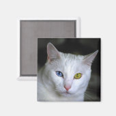 Turks angora Cat Magnet Magneet (Voorkant / Achterkant)