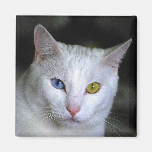 Turks angora Cat Magnet Magneet (Voorkant)