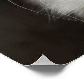 Turks ANGORA CAT Poster (Hoek)