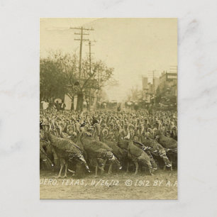  Turks Boerderij foto Briefkaart