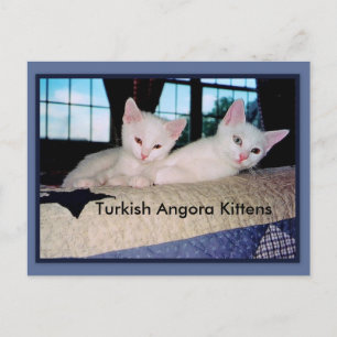 Turks Briefkaart Angora Kittens