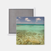 Turks en Caicos, Grand Turk Island, Cockburn 2 Magneet (Voorkant / Achterkant)