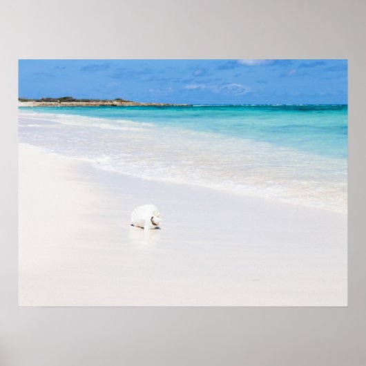 Turks- en Caicoseilanden Poster (Voorkant)