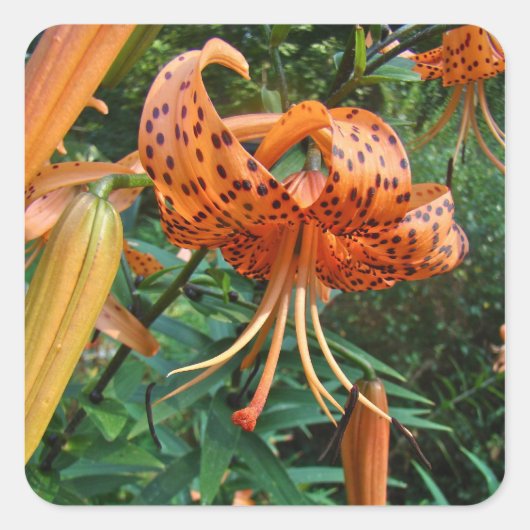 Turks Pet Lily Wildflower Vierkante Sticker (Voorkant)