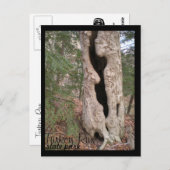 Turks staatspark Hallow Tree Briefkaart (Voorkant / Achterkant)