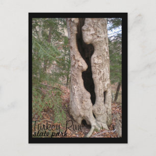 Turks staatspark Hallow Tree Briefkaart