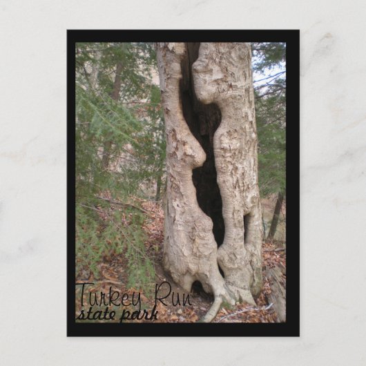 Turks staatspark Hallow Tree Briefkaart (Voorkant)