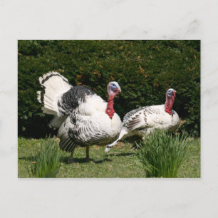 Turks stel briefkaart