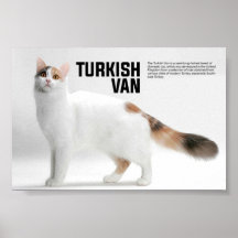 Turks Van Cat Breed