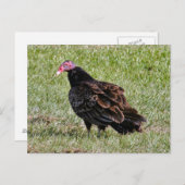 Turks Vulture Foto Briefkaart (Voorkant / Achterkant)