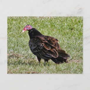 Turks Vulture Foto Briefkaart