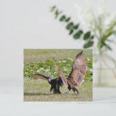 Turks Vulture Foto Briefkaart (Staand voorkant)