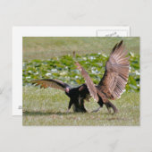 Turks Vulture Foto Briefkaart (Voorkant / Achterkant)