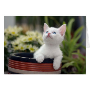 Turks White Kitten