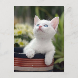 Turks White Kitten Briefkaart