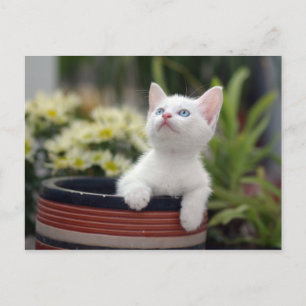 Turks White Kitten Briefkaart