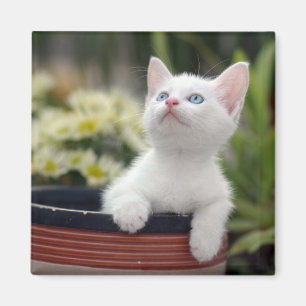 Turks White Kitten Magneet