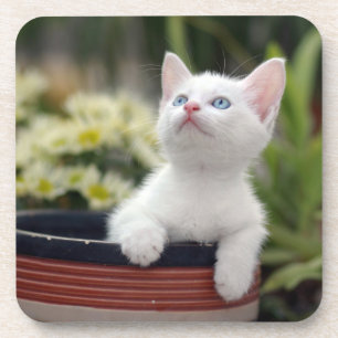 Turks White Kitten Onderzetter