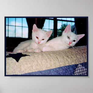 Turkse Angora Kittens Poster