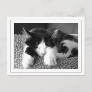 Turkse angorpitten briefkaart