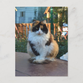 Turkse Bestelwagen Briefkaart