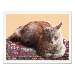 TURKSE KAT OP DE OUDE VLOERBEDDING FOTO AFDRUK