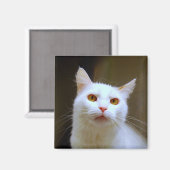 Turkse Van Cat Magnet Magneet (Voorkant / Achterkant)