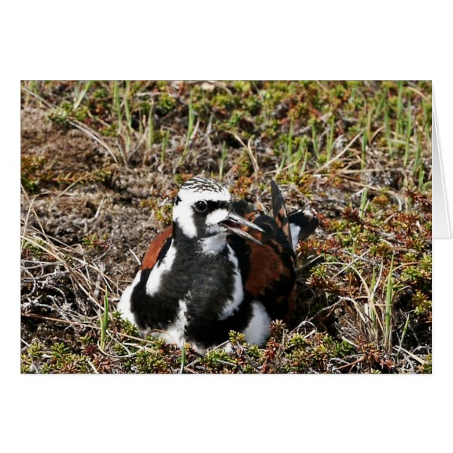 Turnstone vermeil sur le nid (Devant horizontal)