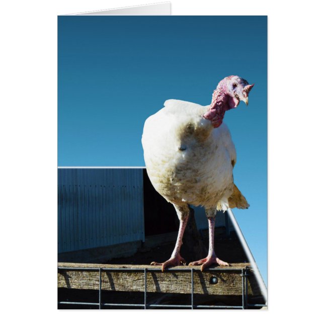 Turquie Popout Art, (Devant)