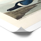 Turquoise à ailes bleues par Audubon Poster (Coin)