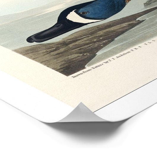 Turquoise à ailes bleues par Audubon Poster (Coin)