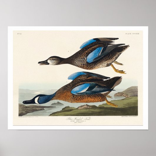 Turquoise à ailes bleues par Audubon Poster (Devant)