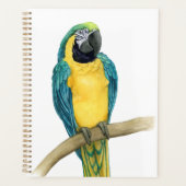 Turquoise Macaw (Devant)