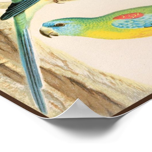 Turquoise Parakeet Poster (Hoek)