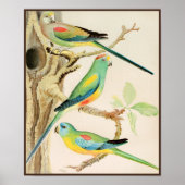 Turquoise Parakeet Poster (Voorkant)
