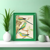 Turquoise Parakeet Poster