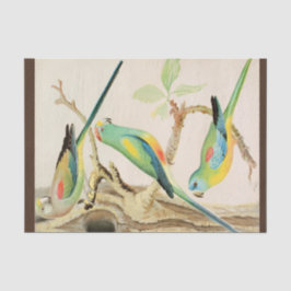 Turquoise Parakeet Tissuepapier