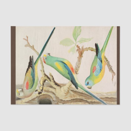 Turquoise Parakeet Tissuepapier (Voorkant)