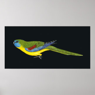 Turquoise Parrot - Neophema pulchella Poster