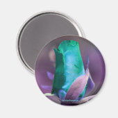 Turquoise Rosebud Fleur Magnet de photographie (Recto/Verso)