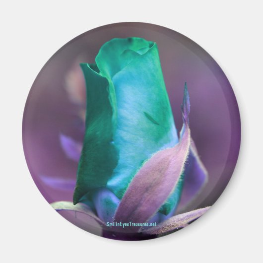 Turquoise Rosebud Fleur Magnet de photographie (Devant)
