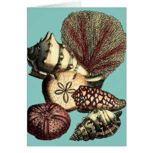 Turquoise Shell en Red Coral Collectie