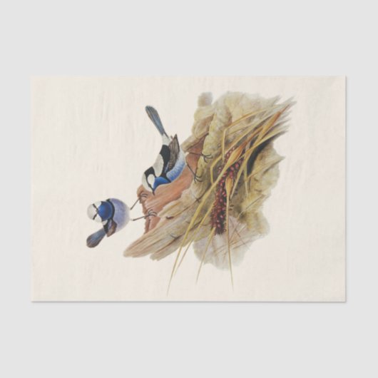 Turquoisine Superb Warbler, ontkoppeling Tissuepapier (Voorkant)