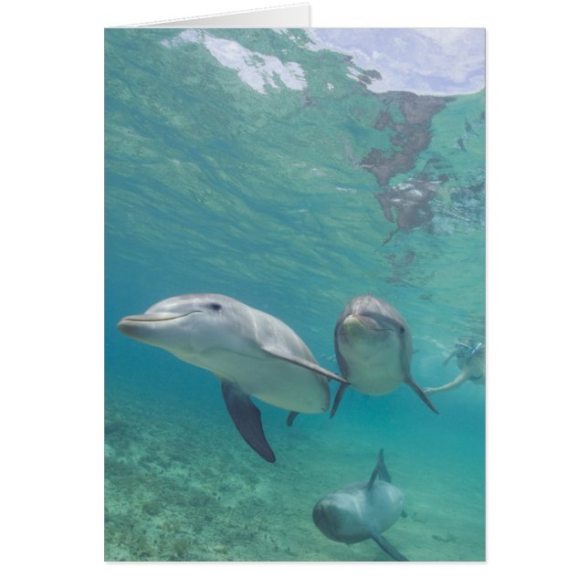 Tursiops truncatus (Voorkant)