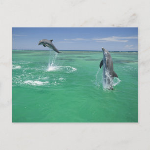 Tursiops truncatus briefkaart