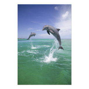 Tursiops truncatus foto afdruk