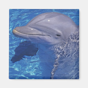 Tursiops truncatus magneet