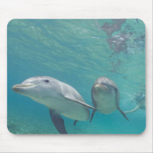 Tursiops truncatus muismat