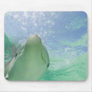 Tursiops truncatus) muismat